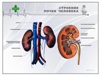 Стенд "Строение почки человека" - fgospostavki.ru - Тихорецк