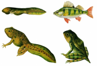 Модель-аппликация Цикл развития костной рыбы и лягушки - fgospostavki.ru - Тихорецк