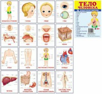 Раздаточные карточки "Тело человека" - fgospostavki.ru - Тихорецк