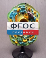 Модель "Клетка растения" - fgospostavki.ru - Тихорецк