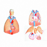 Модель "Система органов дыхания" - fgospostavki.ru - Тихорецк