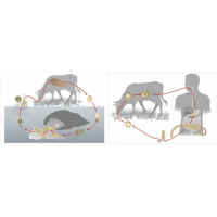 Модель-аппликация Цикл развития бычьего цепня и печеночного сосальщика - fgospostavki.ru - Тихорецк