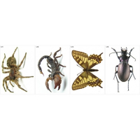 Модель-аппликация Многообразие беспозвоночных - fgospostavki.ru - Тихорецк