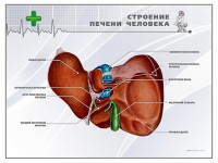 Стенд "Строение печени человека" - fgospostavki.ru - Тихорецк