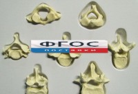 Модель "Позвонки" (из 7 штук) - fgospostavki.ru - Тихорецк