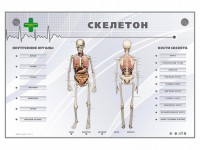 Электрифицированный стенд-тренажер "Скелетон" - fgospostavki.ru - Тихорецк