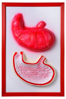 Барельефная модель "Желудок" - fgospostavki.ru - Тихорецк