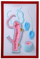 Барельефная модель "Строение гидры" - fgospostavki.ru - Тихорецк