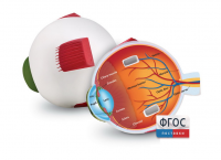 Модель глаза человека (анатомическая) - fgospostavki.ru - Тихорецк