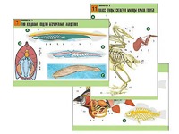 Комплект таблиц по биологии демонстрационных "Зоология 2" (16 таблиц, формат А1, ламинированные) - fgospostavki.ru - Тихорецк