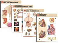 Комплект таблиц по биологии демонстрационных "Человек и его здоровье 1" (20 таблиц, формат А1, ламинированные) - fgospostavki.ru - Тихорецк