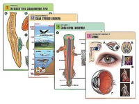 Комплект таблиц по всему курсу биологии (120 штук, формат А1, полноцветные, ламинированные) - fgospostavki.ru - Тихорецк