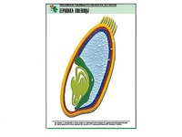 Рельефная таблица "Зерновка пшеницы" (формат А1, матовое ламинирование) - fgospostavki.ru - Тихорецк