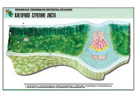Рельефная таблица "Клеточное строение листа" (формат А1, матовое ламинирование) - fgospostavki.ru - Тихорецк