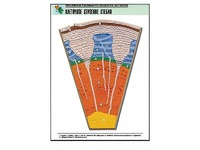 Рельефная таблица "Клеточное строение стебля" (формат А1, матовое ламинирование) - fgospostavki.ru - Тихорецк