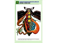 Рельефная таблица "Внутреннее строение жука" (формат А1, матовое ламинирование) - fgospostavki.ru - Тихорецк