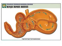 Рельефная таблица "Желудок жвачного животного" (формат А1, матовое ламинирование) - fgospostavki.ru - Тихорецк