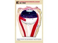 Рельефная таблица "Глаз. Строение" (формат А1, матовое ламинирование) - fgospostavki.ru - Тихорецк