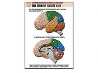 Рельефная таблица "Доли полушарий головного мозга" (формат А1, матовое ламинирование) - fgospostavki.ru - Тихорецк
