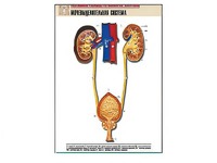 Рельефная таблица "Мочевыделительная система" (формат А1, матовое ламинирование) - fgospostavki.ru - Тихорецк