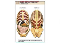 Рельефная таблица "Расположение органов грудной и брюшной полостей по отношению к скелету"(формат А1, ламинированная) - fgospostavki.ru - Тихорецк