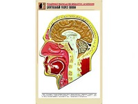 Рельефная таблица "Сагиттальный разрез головы" (формат А1, матовое ламинирование) - fgospostavki.ru - Тихорецк