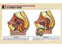 Рельефная таблица "Таз мужской и женский" (формат А1, матовое ламинирование) - fgospostavki.ru - Тихорецк