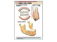 Рельефная таблица "Челюсти и зубы человека" (формат А1, матовое ламинирование) - fgospostavki.ru - Тихорецк