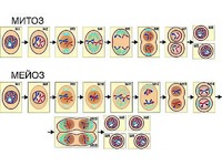 Модель-аппликация "Деление клетки. Митоз и мейоз" (ламинированная) - fgospostavki.ru - Тихорецк