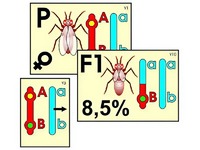 Модель-аппликация "Перекрест хромосом" (ламинированная) - fgospostavki.ru - Тихорецк