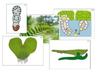 Модель-аппликация "Размножение папоротника" (ламинированная) - fgospostavki.ru - Тихорецк