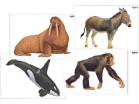 Модель-аппликация "Разнообразие высших хордовых 2. Млекопитающие" (ламинированная) - fgospostavki.ru - Тихорецк