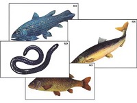 Модель-аппликация "Разнообразие низших и высших хордовых" (ламинированная) - fgospostavki.ru - Тихорецк