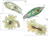 Модель-аппликация "Строение и разнообразие простейших" (ламинированная) - fgospostavki.ru - Тихорецк