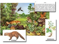 Магнитный плакат-аппликация "Лес: биоразнообразие и взаимосвязи в сообществе" - fgospostavki.ru - Тихорецк
