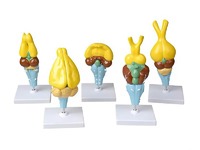 Комплект моделей строения мозга позвоночных - fgospostavki.ru - Тихорецк