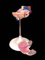 Модель сердца (лабораторная) - fgospostavki.ru - Тихорецк