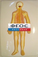 Модель барельефная "Нервная система человека" - fgospostavki.ru - Тихорецк