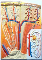 Модель барельефная "Почка" (макро-микростроение) - fgospostavki.ru - Тихорецк