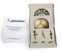 Модель-аппликация "Типы соединения костей" (набор из 7 карт) - fgospostavki.ru - Тихорецк