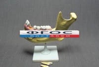 Модель "Челюсть разборная" - fgospostavki.ru - Тихорецк