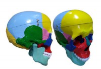 Модель "Череп" (с раскрашенными костями) - fgospostavki.ru - Тихорецк