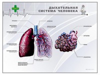 Стенд "Дыхательная система человека" - fgospostavki.ru - Тихорецк