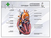 Стенд "Строение сердца человека" - fgospostavki.ru - Тихорецк