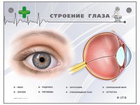 Интерактивный стенд "Строение глаза" - fgospostavki.ru - Тихорецк