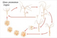 Модель-аппликация Строение и цикл развития гидры - fgospostavki.ru - Тихорецк