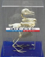 Скелет голубя - fgospostavki.ru - Тихорецк