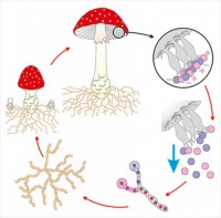 Модель-аппликация Размножение шляпочного гриба - fgospostavki.ru - Тихорецк
