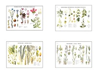 Плакаты ПРОФТЕХ "Систематика растений" (4 пл, винил, 70х100) - fgospostavki.ru - Тихорецк