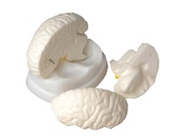 Модель мозга в разрезе - fgospostavki.ru - Тихорецк